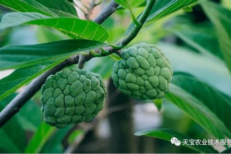 释迦果树怕水淹吗？