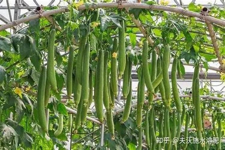 叶面肥种类有哪些,如何正确使用