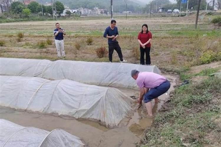 水稻育苗遭遇倒春寒怎么进行管理 水稻怎么养护