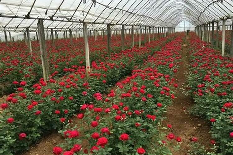 暖棚种植玫瑰花,究竟该怎样施肥和管理？