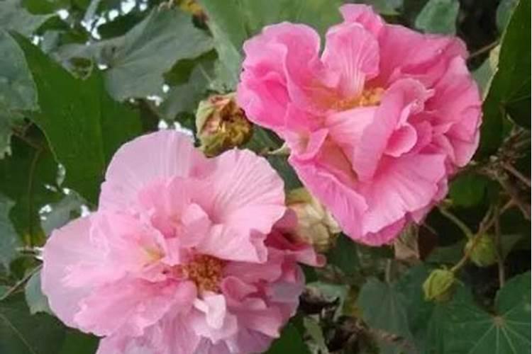 常见的氮肥、磷肥、钾肥、复合肥有哪些……