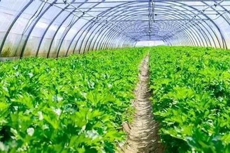 芹菜用碳酸氢铵追肥好不好(芹菜喷施用什么肥料长得快)