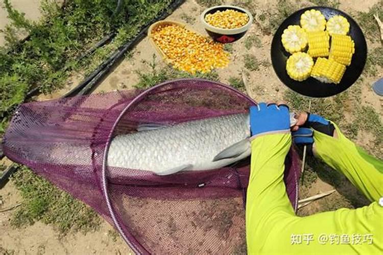 黑坑钓鱼实用技巧？