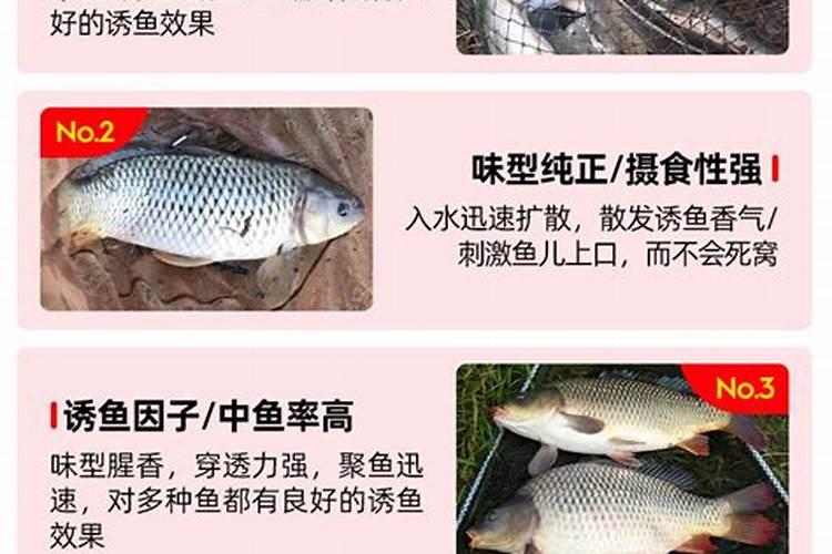 在肥水塘钓鲫鱼鲤鱼草鱼的用饵技巧是什么呢？