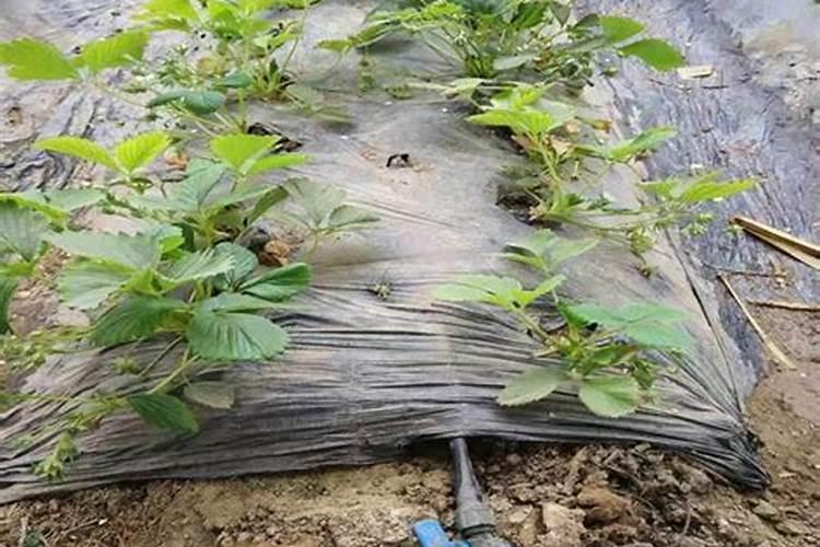 水溶肥滴灌怎么用