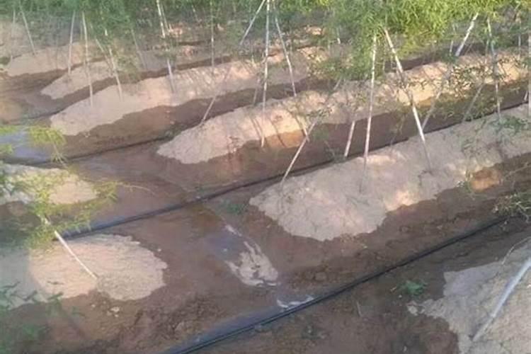 水溶肥浇地的方法