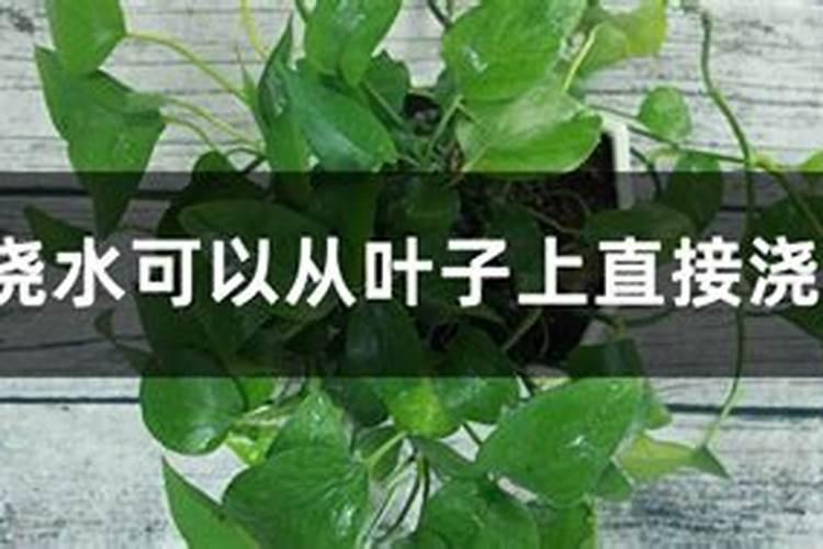 纸灰可以做肥料吗,废纸烧灰做花肥的使用方法