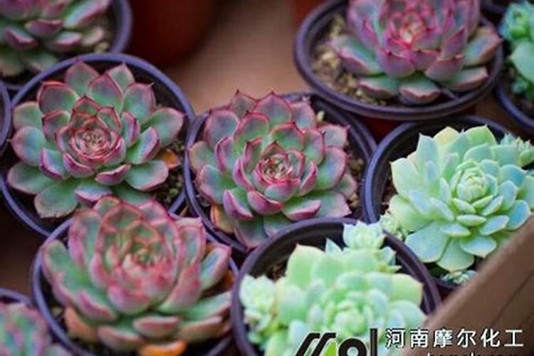 水溶肥如何给多肉施肥？