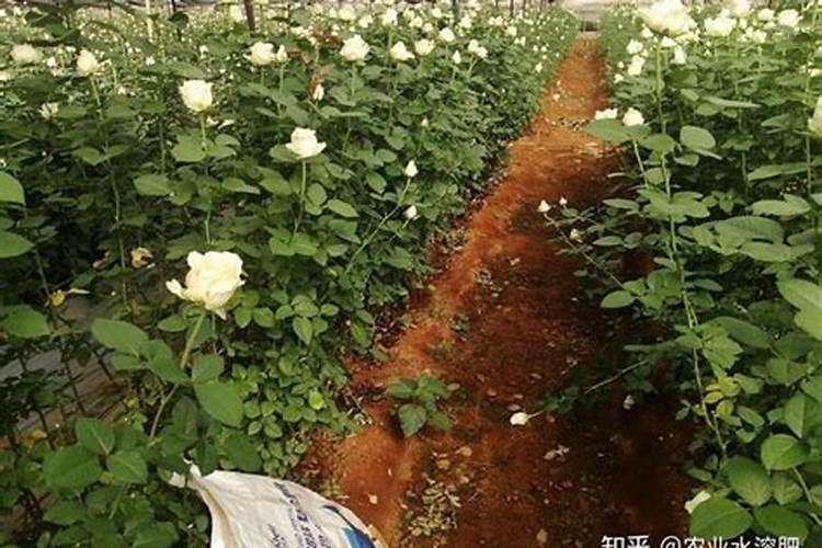 葡萄膨果期用什么肥料
