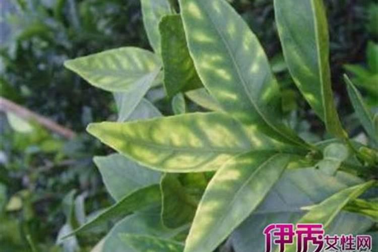 如何通过叶子判断花卉缺什么肥