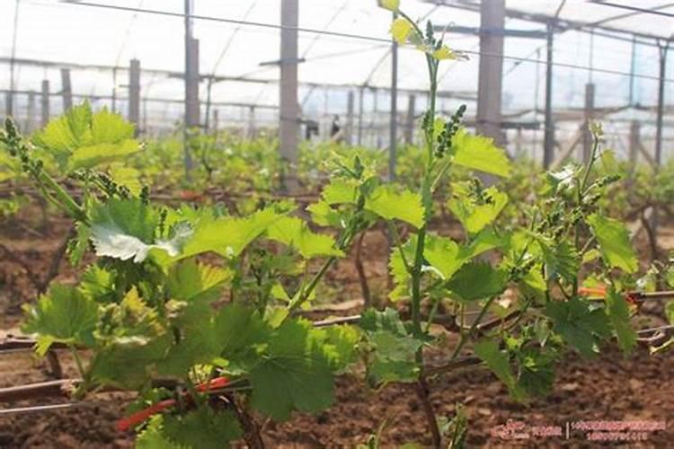 中国水溶肥十大名牌排行榜