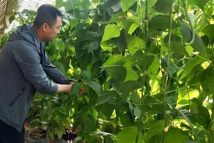 豆角什么时候追肥合适