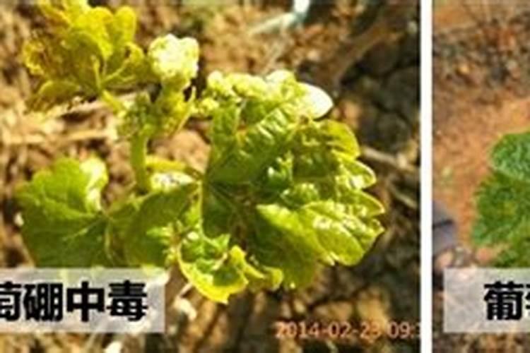 硼肥是什么肥料