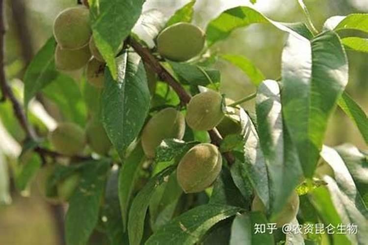 杏树的花期管理技术要点 杏树应该怎么养殖
