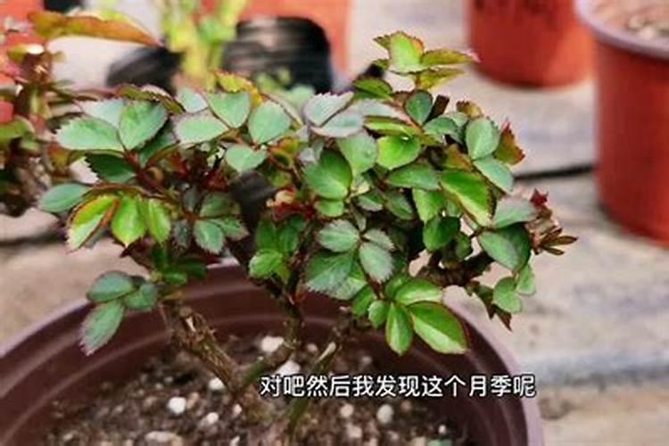 玉米喷施叶面肥效果怎么样
