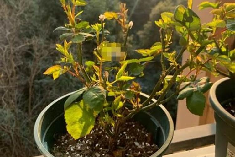 长效磷肥长效磷肥与植物营养