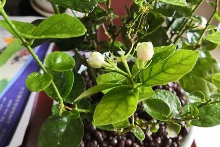 茉莉花长花蕾可以浇茶叶水吗？
