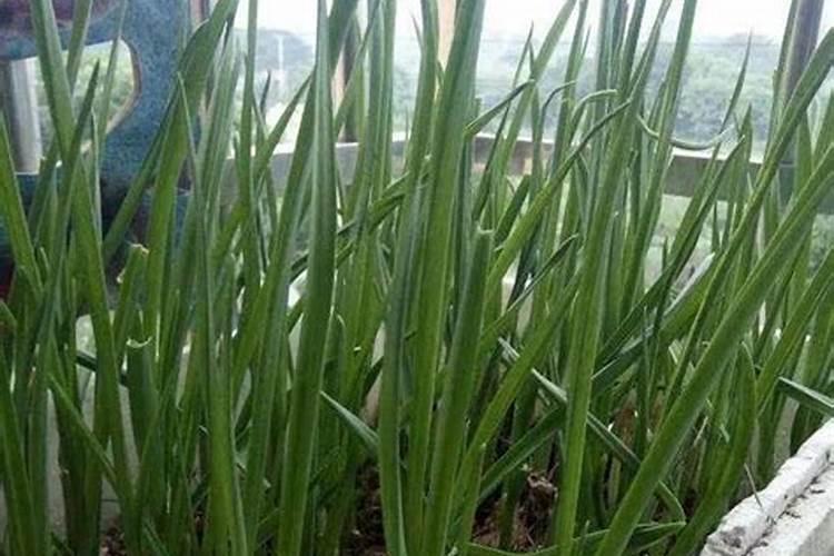养栀子花的肥料 栀子花最好的肥料是什么怎么施