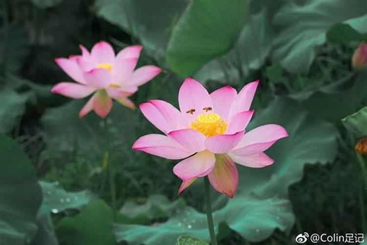 苹果树施肥的方法 介绍如下