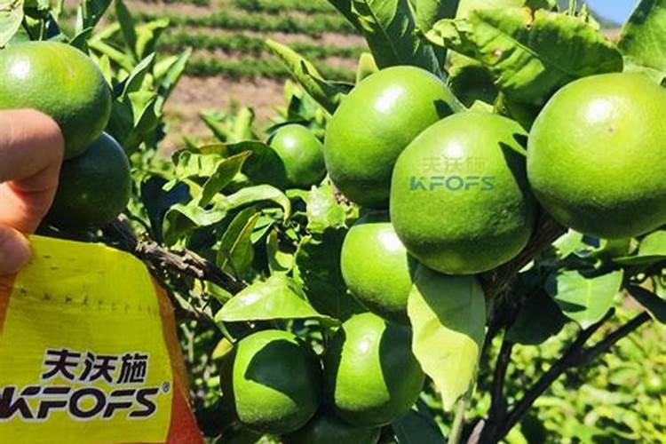 种柑橘用什么肥料最好