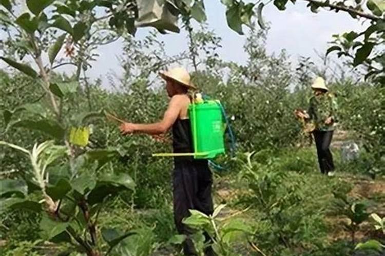 果树各个时期都使用哪些农药及如何使用