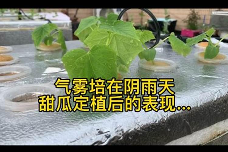 连续阴雨天月季怎么养？