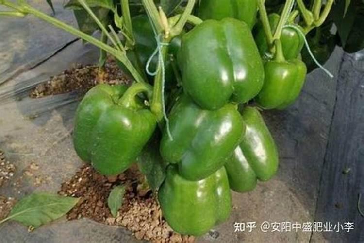 水溶肥的使用方法和注意事项 水溶肥有哪些
