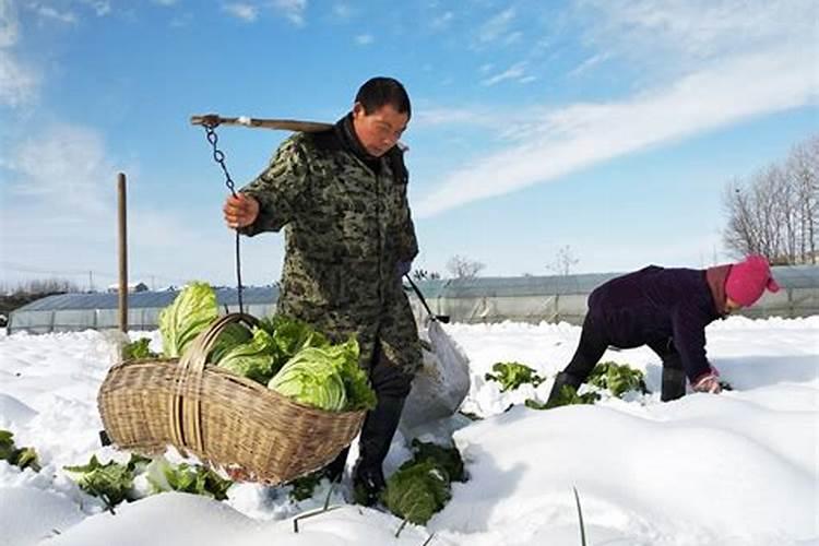 枣树适合什么时候种植？