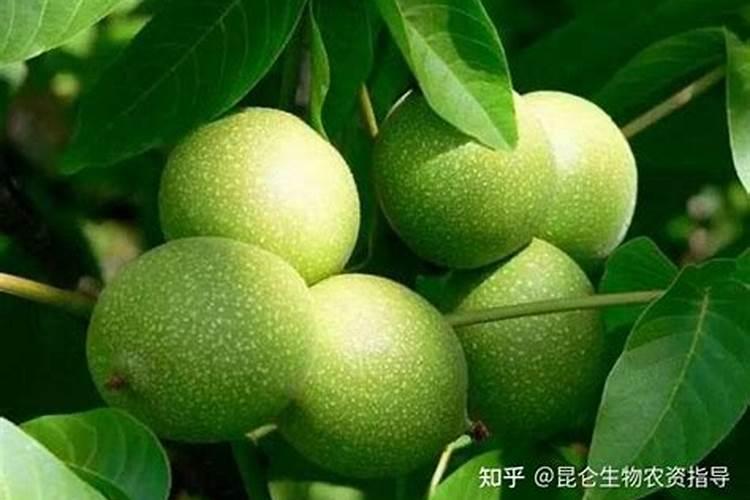 怎么施肥能让结的果子又大又好？
