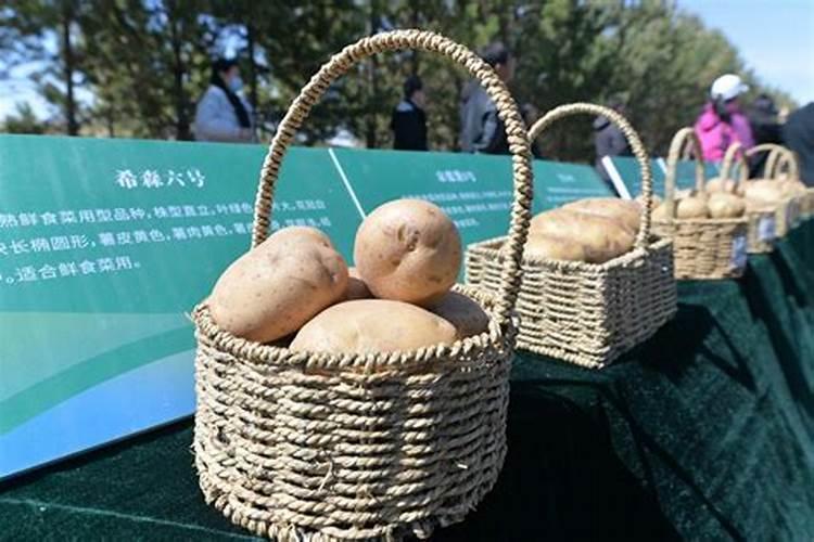 红薯专用配方肥选哪家？