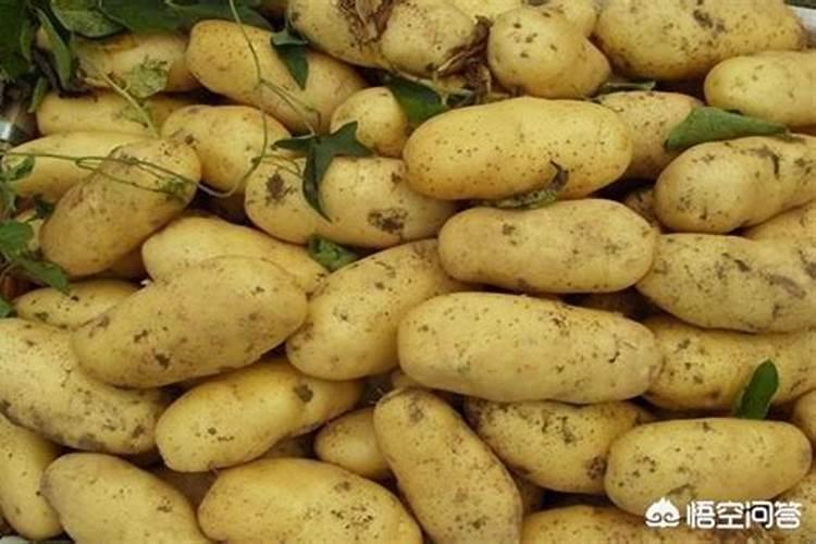 种马铃薯用什么肥料最好