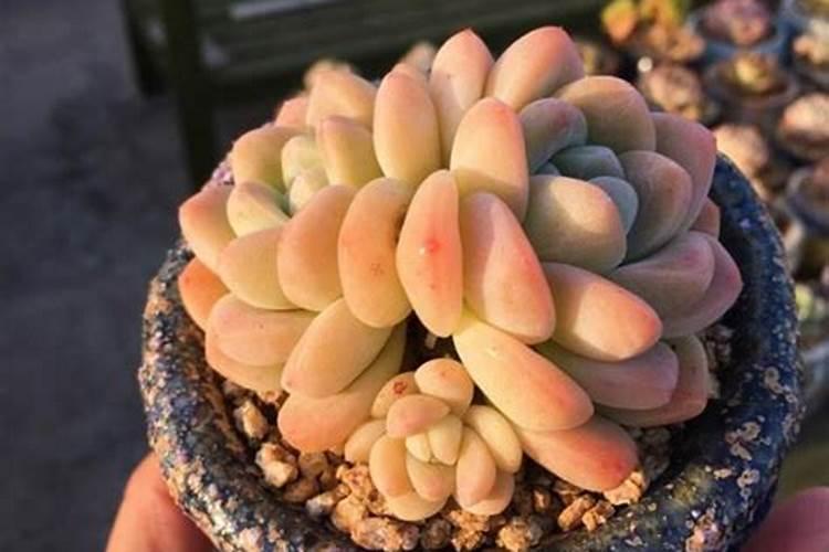 磷肥是什么肥料 磷肥是什么
