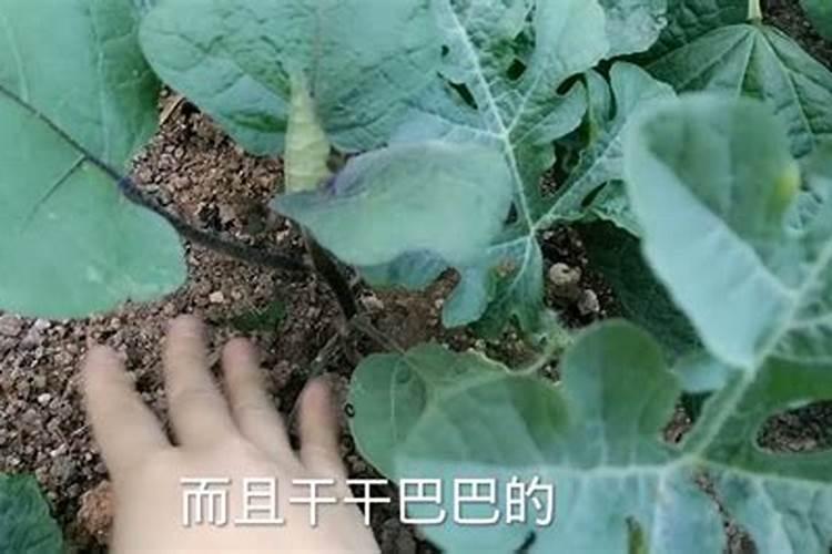 猕猴桃用什么肥料好