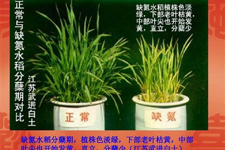 芒果树结果期怎样施肥