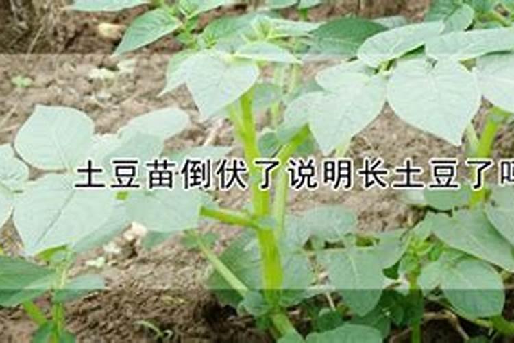 新买的兰花如何上盆