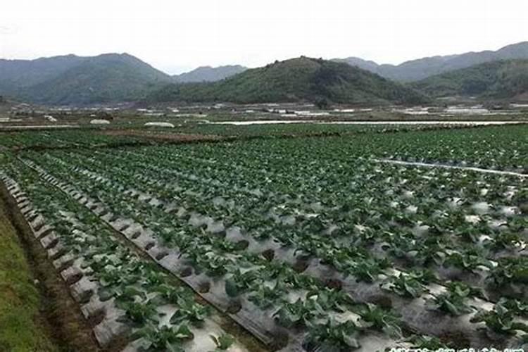 果树开花期打什么杀虫药最好