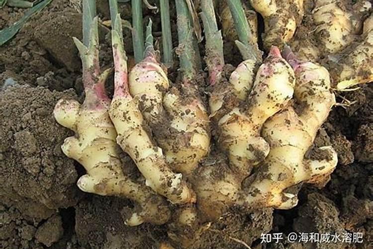 荔枝专用叶面肥什么好