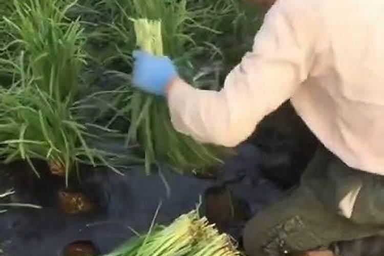 韭菜用什么肥料 韭菜施肥需要注意什么