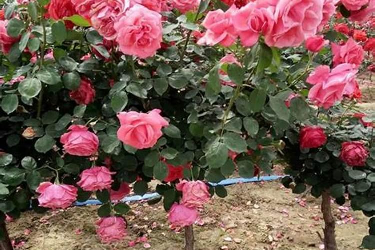 小白菜出芽后几天浇肥 可以施复合肥吗