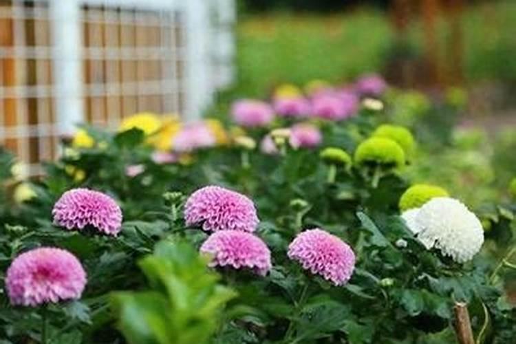 乒乓球菊怎么繁殖和养护