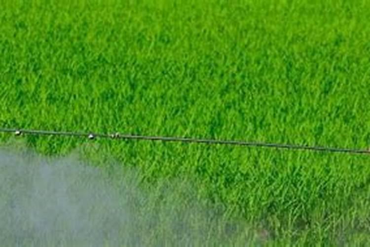 种植茄子要如何施肥 用什么肥料
