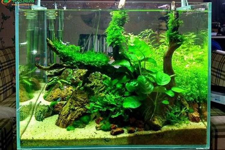 辣椒种植叶面肥很关键,辣椒种植叶面肥该怎么施肥？