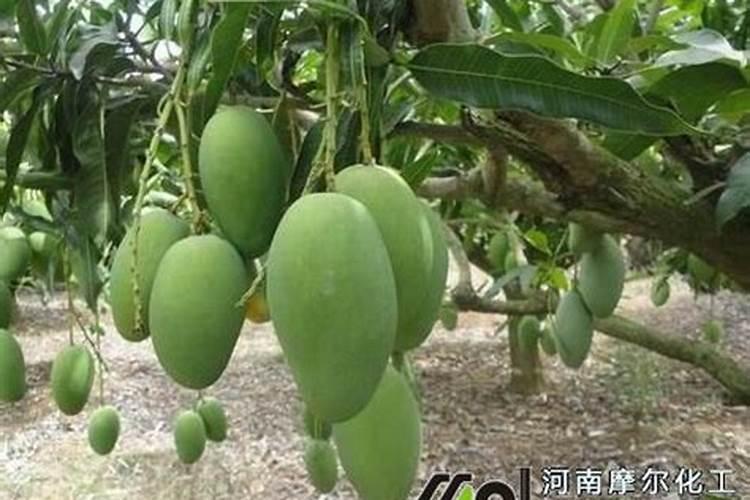 芒果施肥用什么肥料好呢