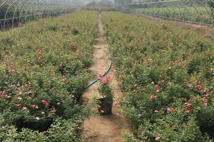 黄豆适合给什么花当肥料、黄豆花肥制作方法