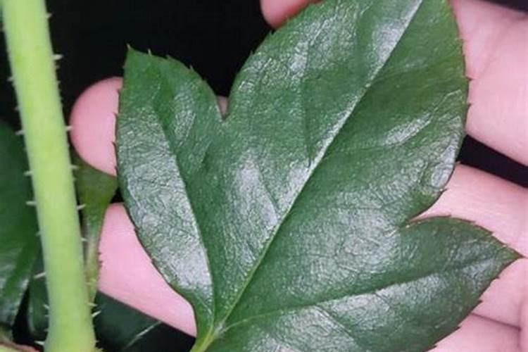 不同农作物对氮磷钾复合肥比例的要求有哪些差异？