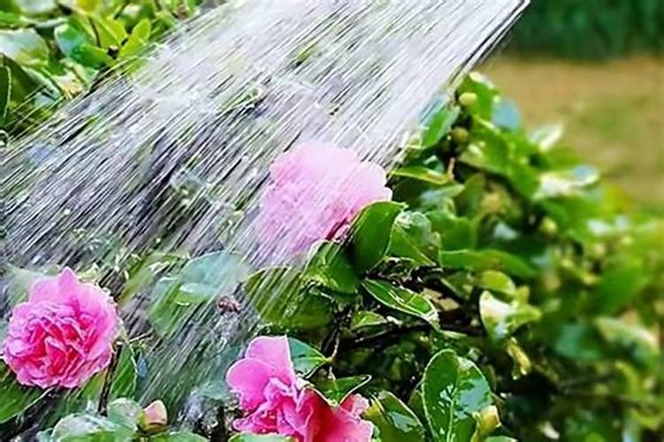 尿素能不能当冲施肥多大陪？