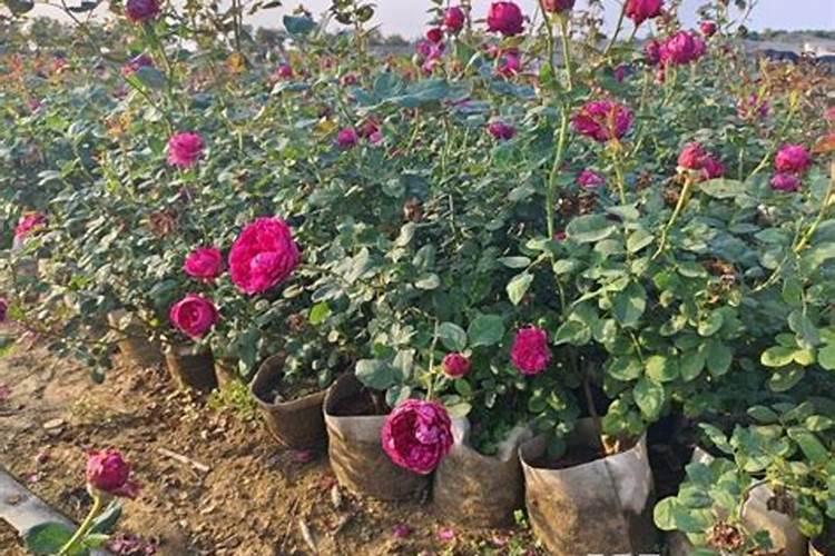 月季花怎样施肥？