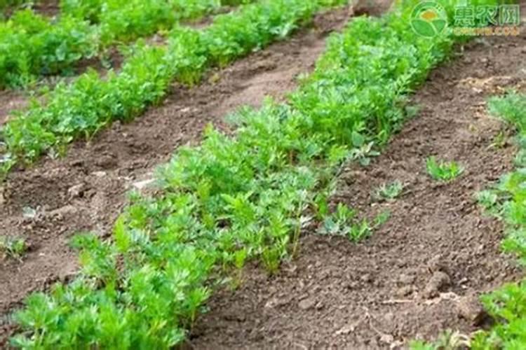 种芹菜用什么肥料