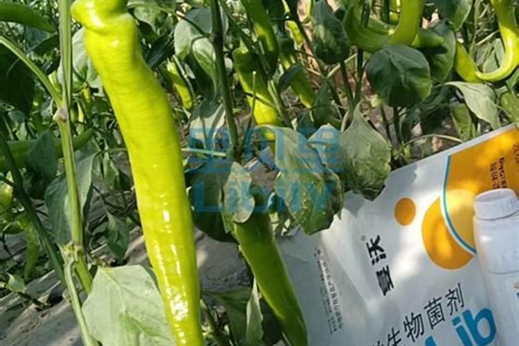冲施肥冲施肥使用技巧