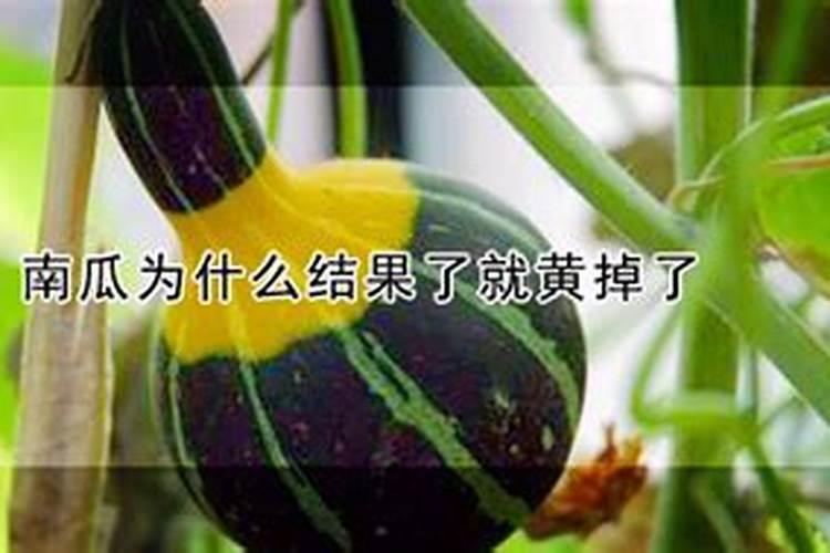 葡萄开花期的时候,能不能一边浇水一边施硼肥呢